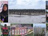 Proyek Mangrove Miliaran Rupiah di Kuala Selat, Demi Penyelamatan dan Pelestarian Lingkungan
