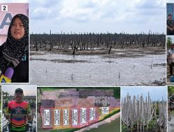 Proyek Mangrove Miliaran Rupiah di Kuala Selat, Demi Penyelamatan dan Pelestarian Lingkungan